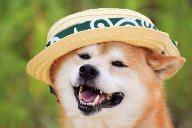 賃貸で飼育できる犬