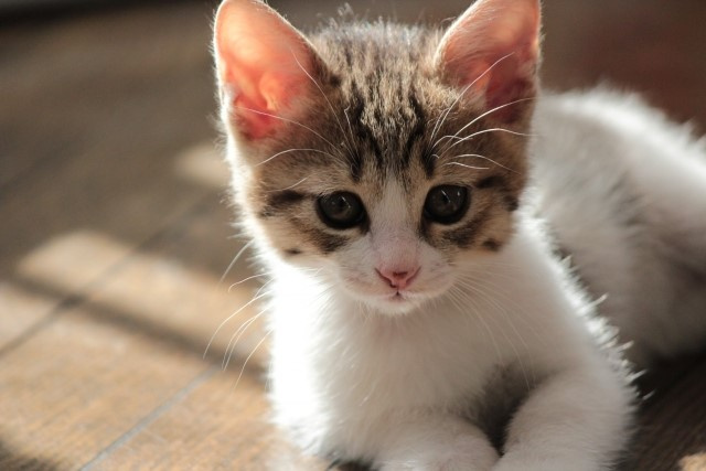 賃貸で飼育が禁止されている猫