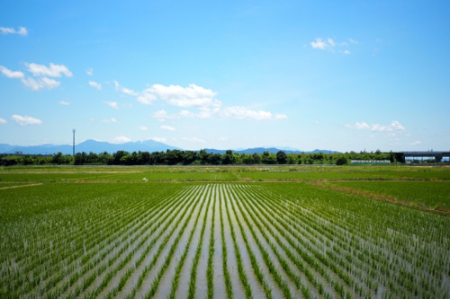 生産緑地法による農地の転用4