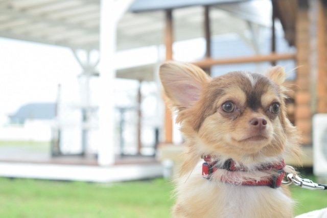 恵比寿駅近くでペットとランチが楽しめるお店