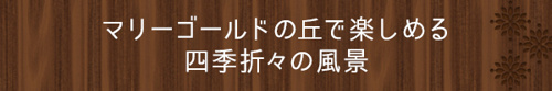 マリーゴールドの丘で楽しめる四季折々の風景