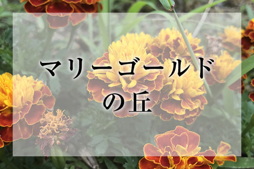 マリーゴールドの丘