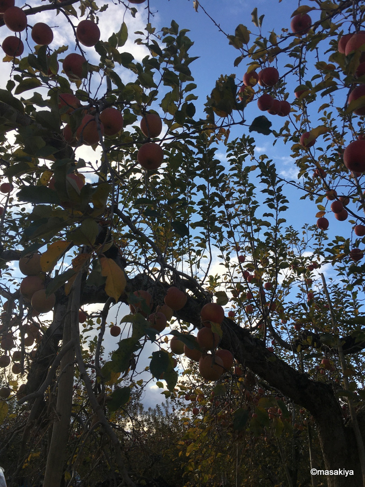 長野市 赤沼 被災地