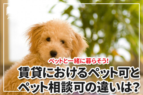 ペットと一緒に暮らそう!賃貸におけるペット可とペット相談可の違いは?