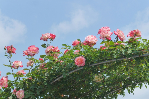 一戸建ての玄関におすすめのパーゴラ!メリットや相場は?