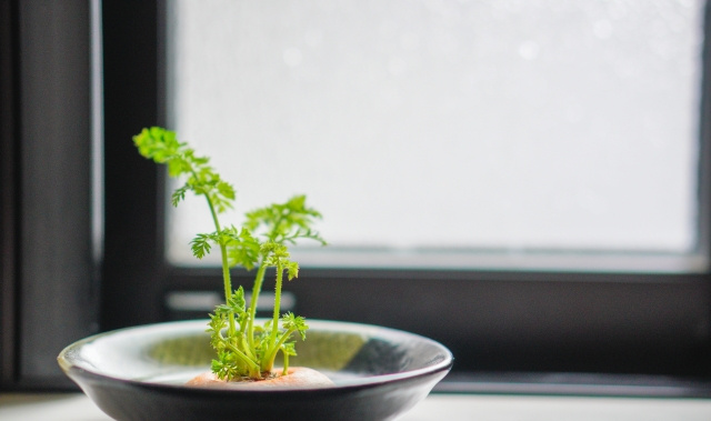 【室内で家庭菜園を楽しむ】