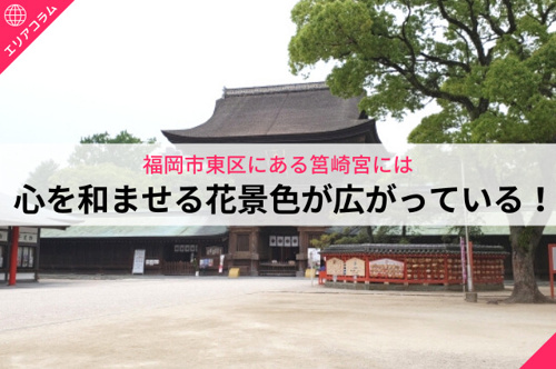 福岡市東区にある筥崎宮には心を和ませる花景色が広がっている!