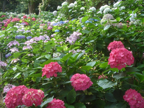 あじさいまつり