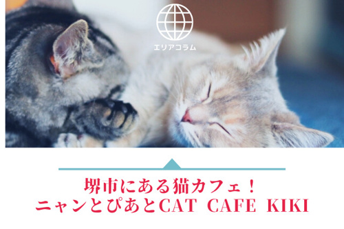 堺市にある猫カフェ!ニャンとぴあとcat cafe kiki