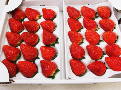 海老名市のふるさと納税の取り組みが知りたい!