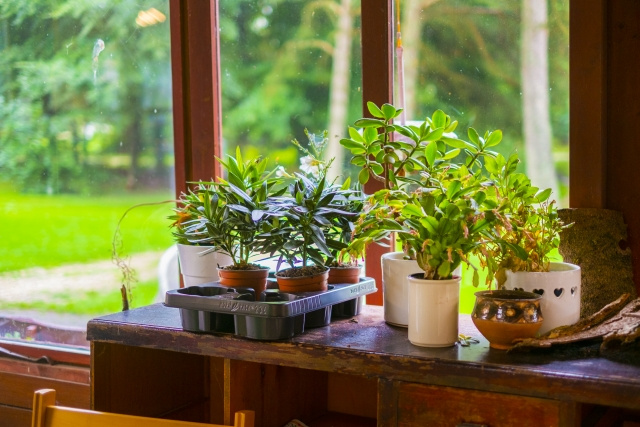 【植木鉢で大量発生しているコバエ】原因と効果的な駆除方法が知りたい!