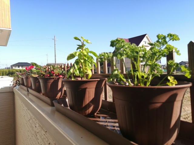 植物はベランダの環境やサイズに合わせたものを