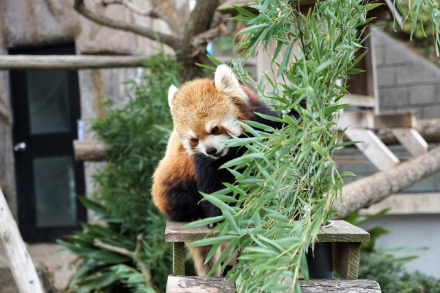 横浜市にある入園料が無料の野毛山動物園の楽しみ方