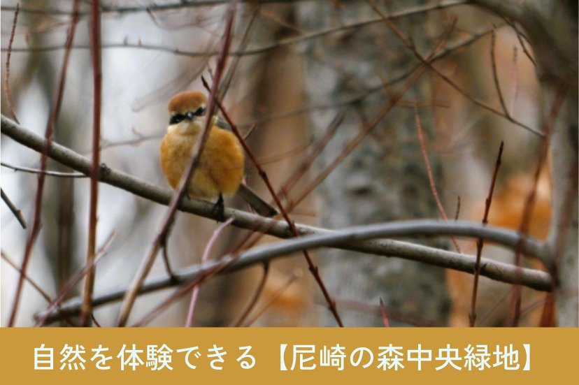 自然を体験できる【尼崎の森中央緑地】