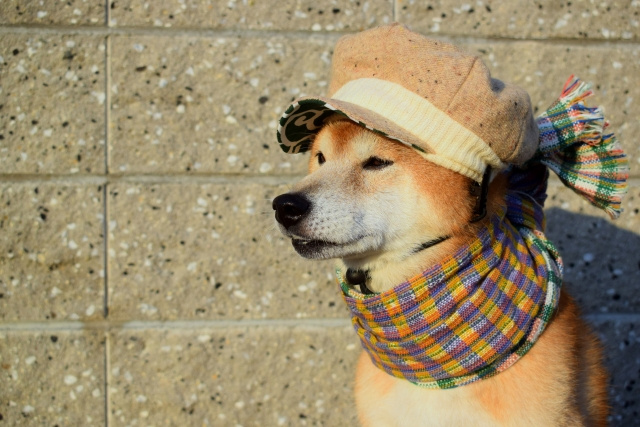 寒さに強い犬は積極的にお散歩・弱い犬種はウェアを着用