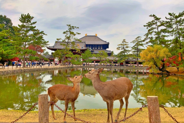 奈良市のふるさと納税について