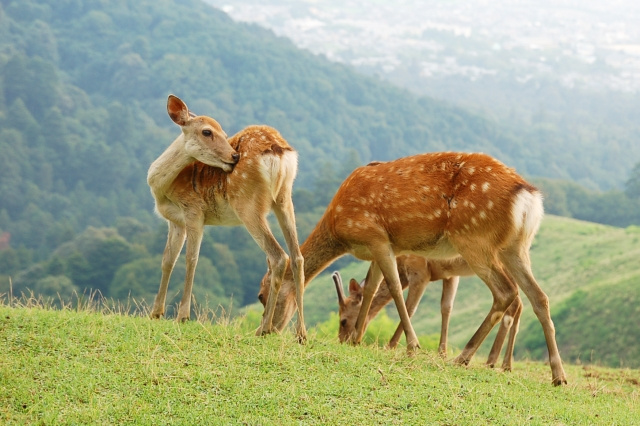 奈良県の概要