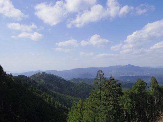 県の木「スギ」