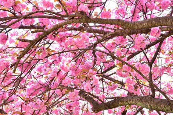 県の花「奈良八重桜」