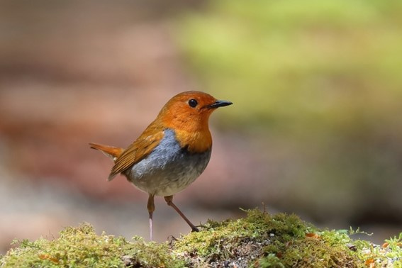 県の鳥「コマドリ」
