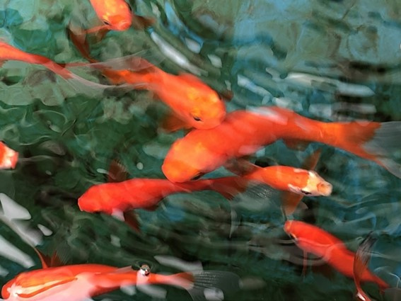 県の魚「きんぎょ」「あゆ」「あまご」