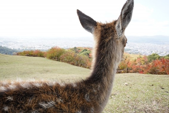 奈良に暮らしたい!その魅力とは!?