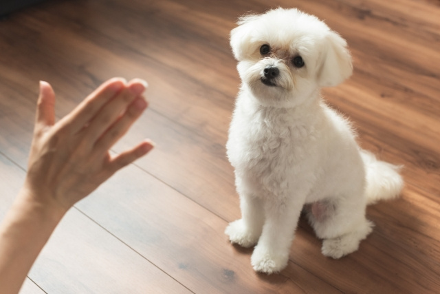 ストレスを感じさせないために引っ越し前後に行いたいこと