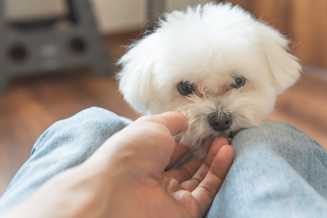 【引越しに伴う飼い犬の移動】のまとめ