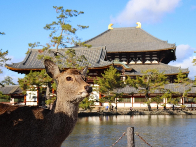 【なぜ奈良には沢山鹿がいるの?】まとめ