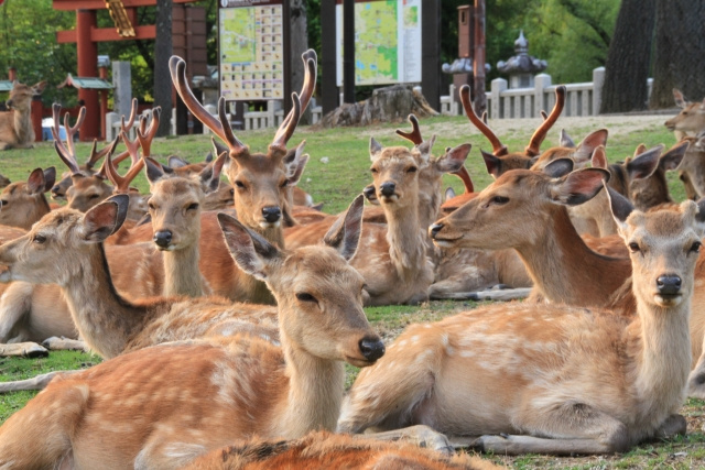 奈良公園にはどのくらいの鹿が居るの?
