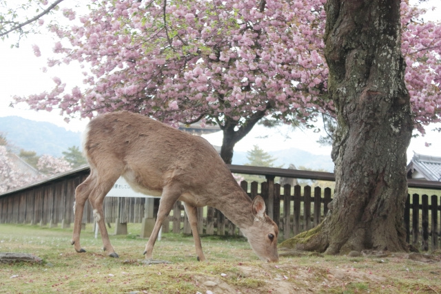 奈良公園の鹿は何を食べているの?