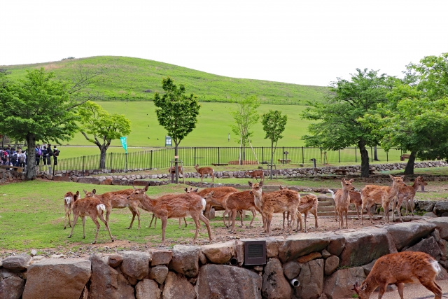 奈良公園の鹿にまつわる行事とは?