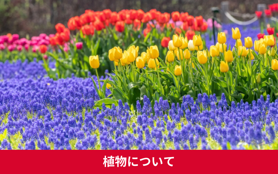 札幌市北区百合が原公園の特徴その①植物について