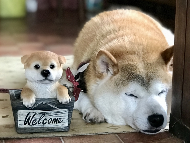 犬をしつけるときの基本