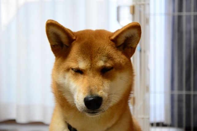 犬をしつけるときの注意点