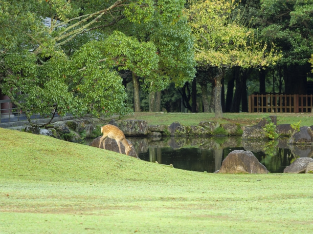 奈良公園の見所・観光名所偏