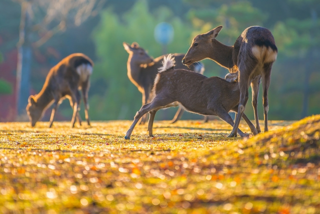 【オススメ!奈良公園の見所&楽しみ方】まとめ