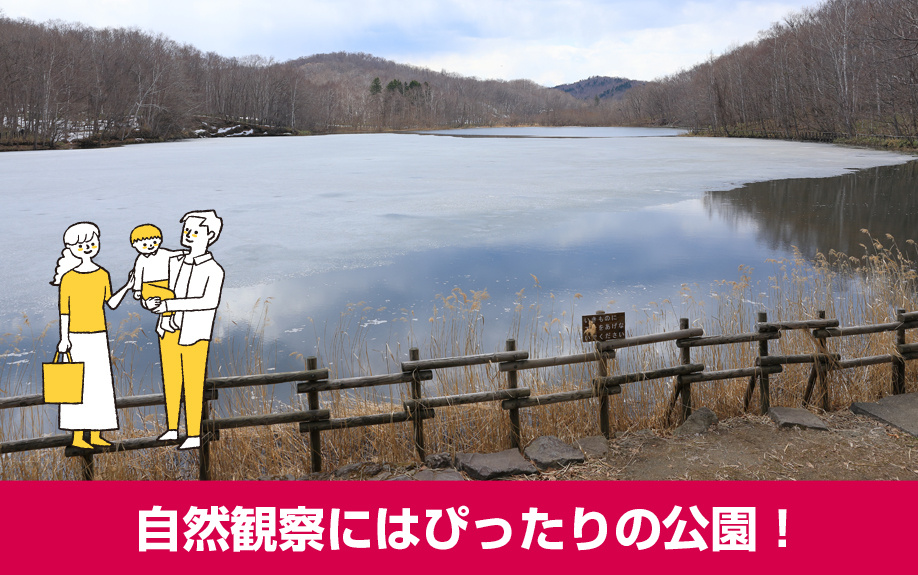 豊平区の西岡公園の特徴について!自然観察にはぴったりの公園!