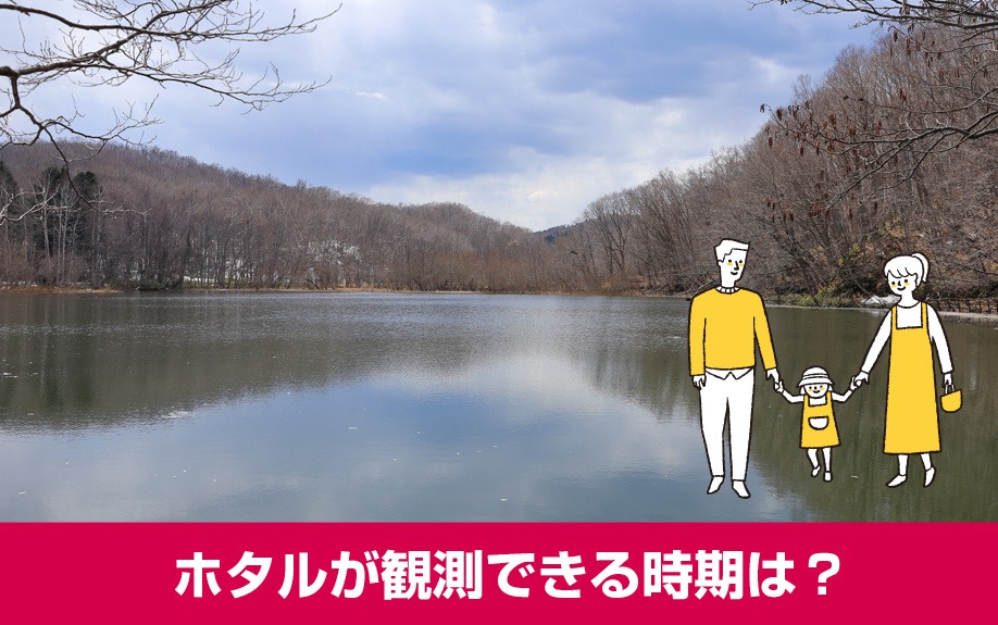 豊平区西岡公園でホタルが観測できる時期は?どんな場所がおすすめ?