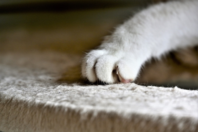 「ペット可=猫飼育可」とは限らない