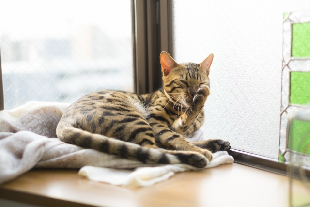 猫にとって安全で快適なお部屋の条件は?