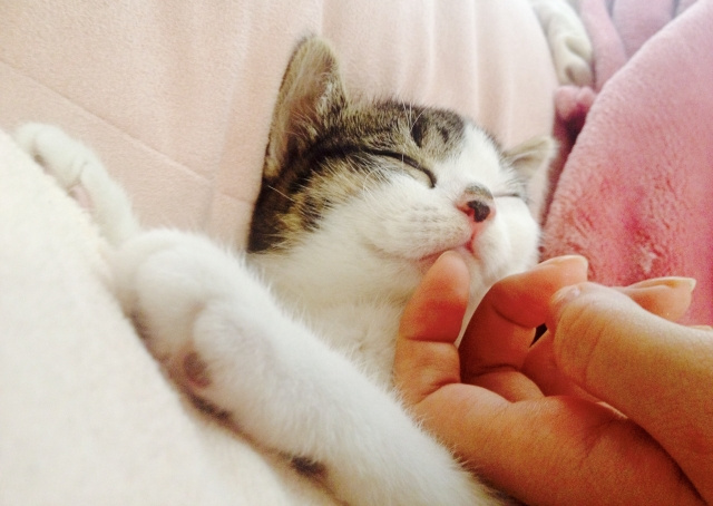 まとめ~猫も飼い主さんも安心して暮らせるように~