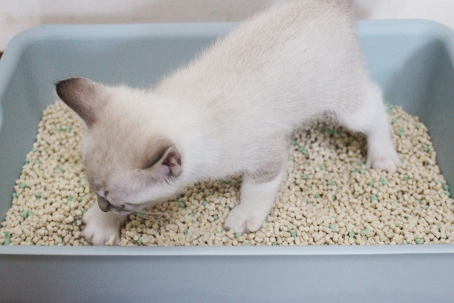 東住吉区でお部屋探し!賃貸物件で猫を飼育する際の爪とぎ対策