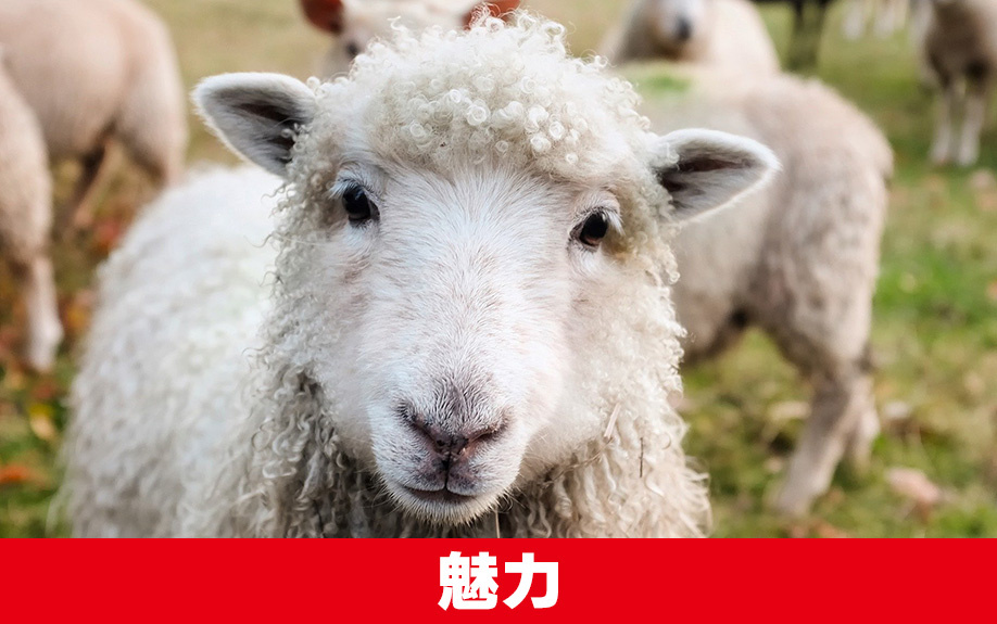 札幌市豊平区にあるさっぽろ羊ヶ丘展望台の魅力