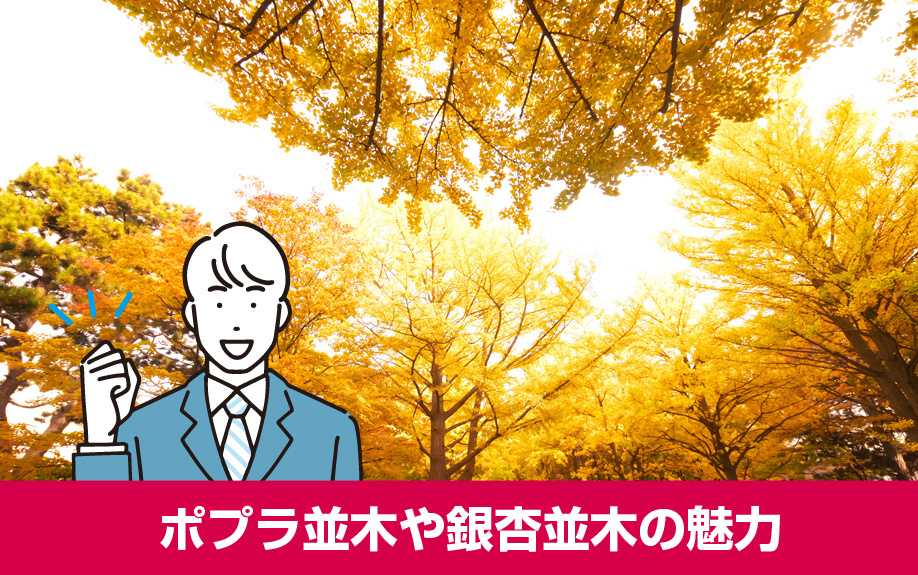 北海道大学のポプラ並木や銀杏並木の魅力