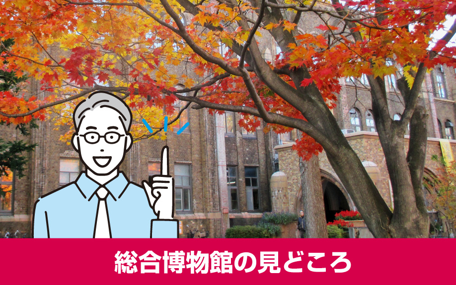 北海道大学総合博物館の見どころ
