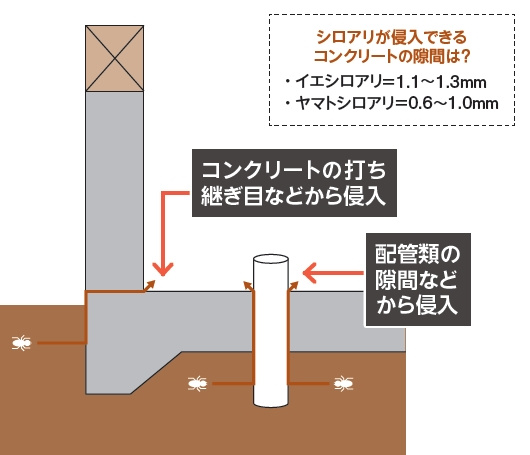 蟻道