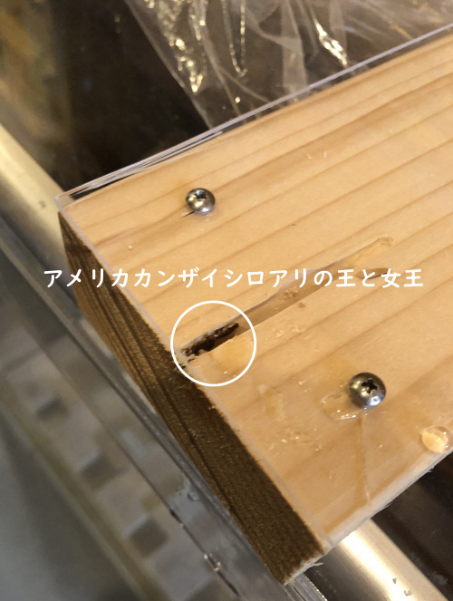 アメリカカンザイシロアリの王と女王