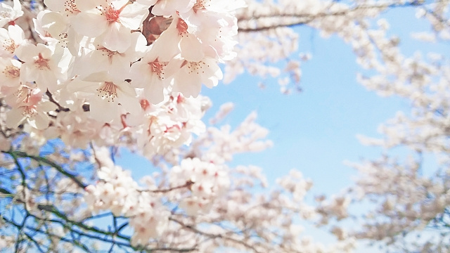 除草対策をするタイミングは?