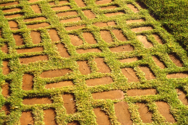 雑草と共存する選択肢もある